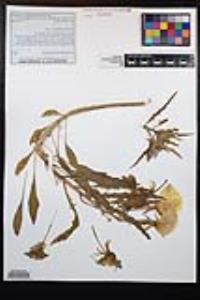 Oenothera deltoides image