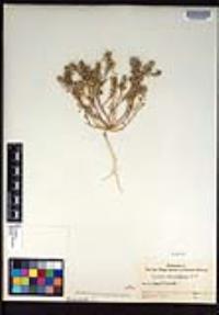 Lepidium lasiocarpum image