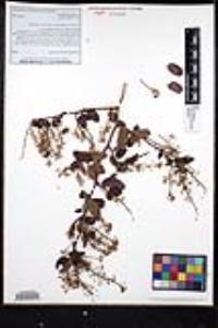 Ceanothus leucodermis image