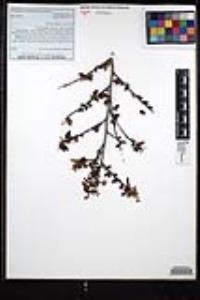 Ceanothus sorediatus image