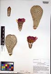 Opuntia basilaris image