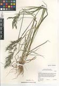 Poa bulbosa image