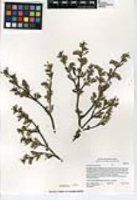 Sesuvium verrucosum image