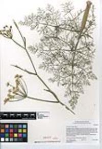 Foeniculum vulgare image