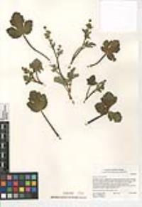 Sanicula crassicaulis image