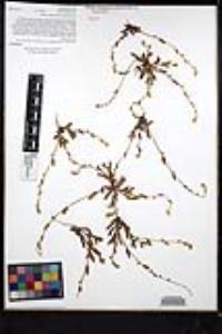 Plagiobothrys collinus image