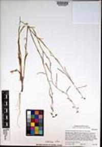 Caulanthus heterophyllus var. heterophyllus image