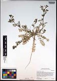 Lepidium didymum image