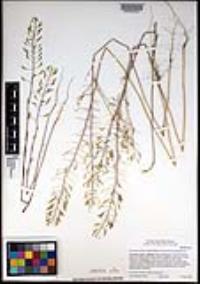 Descurainia pinnata subsp. halictorum image