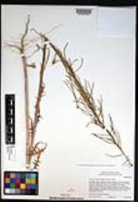 Caulanthus lasiophyllus image