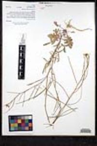 Sisymbrium orientale image