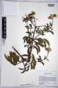 Sambucus cerulea image