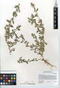 Atriplex suberecta image