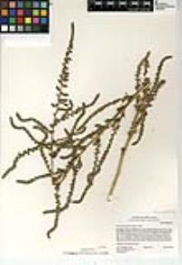 Bassia hyssopifolia image