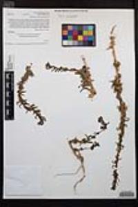 Camissoniopsis robusta image