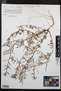 Camissonia strigulosa image