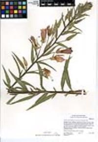 Oenothera elata image