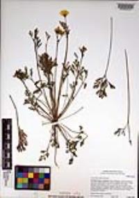 Eschscholzia californica image
