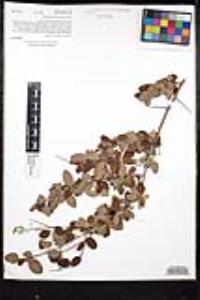 Ceanothus leucodermis image