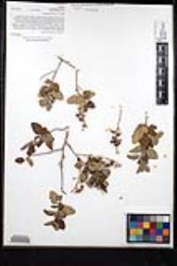 Ceanothus leucodermis image