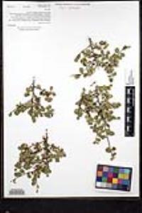 Rhamnus crocea image