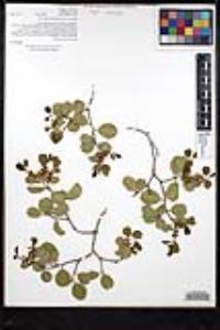 Rhamnus ilicifolia image