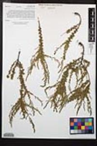 Adenostoma fasciculatum image