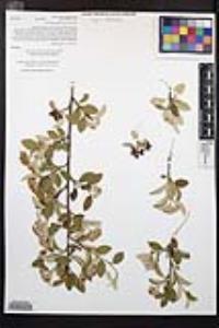 Cotoneaster pannosus image