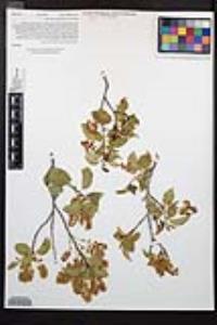 Prunus ilicifolia subsp. ilicifolia image