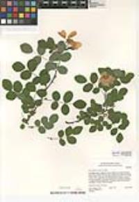 Rosa californica image
