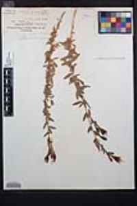 Epilobium canum image