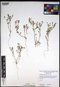 Lepidium lasiocarpum image