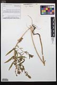 Epilobium densiflorum image