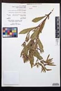 Ludwigia peploides image