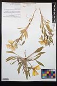 Oenothera deltoides image