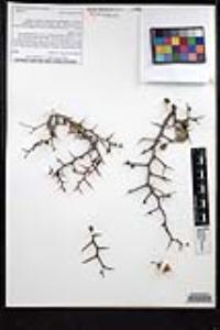 Ziziphus parryi image