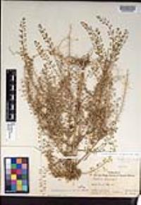 Lepidium virginicum subsp. menziesii image