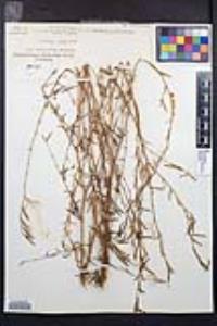 Epilobium brachycarpum image