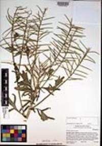 Barbarea orthoceras image