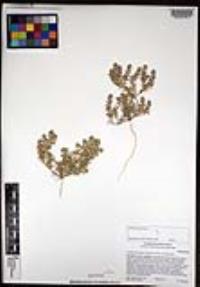 Lepidium lasiocarpum image