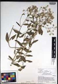 Lepidium latifolium image