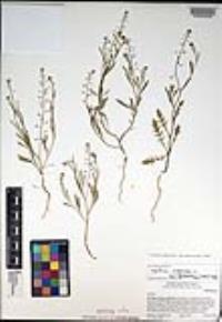 Lepidium virginicum subsp. menziesii image