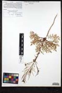 Sisymbrium irio image