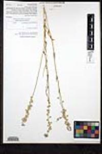 Thysanocarpus curvipes image