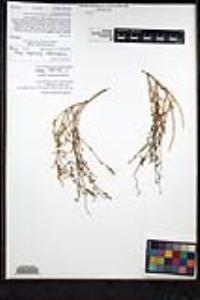 Thysanocarpus curvipes subsp. eradiatus image