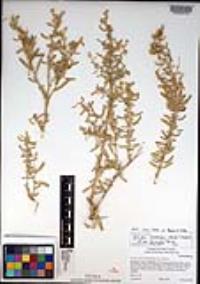 Atriplex canescens var. laciniata image