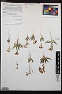 Chylismia claviformis image