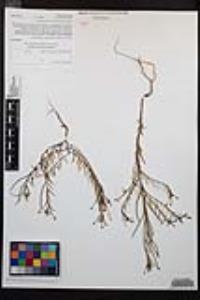 Camissonia strigulosa image