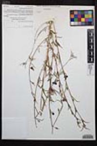 Clarkia purpurea subsp. quadrivulnera image