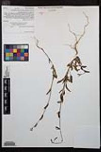 Clarkia rhomboidea image